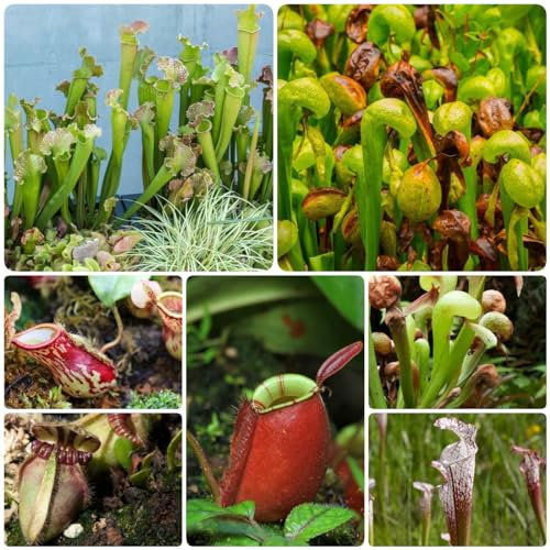 35 pcs schlauchpflanze samen - wilder wein winterhart Sarracenia purpurea, dachbegrünung spezielle samen dekoration kübelpflanzen winterhart mehrjährig zimmerbonsai bonsai ausgefallene