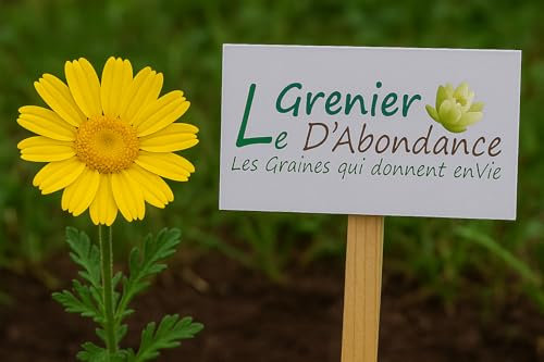 100 graines à semer - Le Grenier d'Abondance - Marguerite des Moissons - Chrysanthemum Segetum