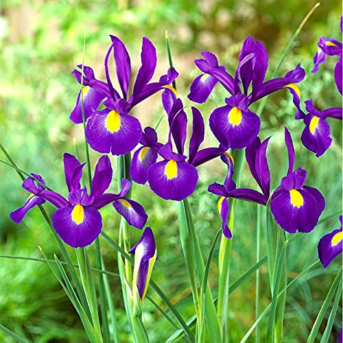 10 x Iris Blue Pearl - Vibrant Blue with Signature Yellow Blotches - Erect, Clump Forming Perennial - Perfect Cut Flowers - Popular with Florists - for Your Beautiful Garden