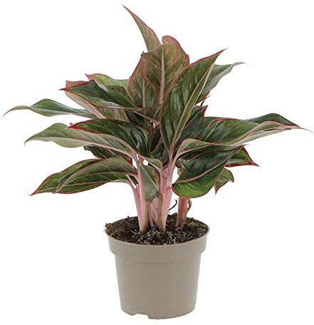 KENTIS - Aglaonema Light Star - Piante da Interno Vere Purifica Aria - H 20-30 cm Vaso Ø 12 cm