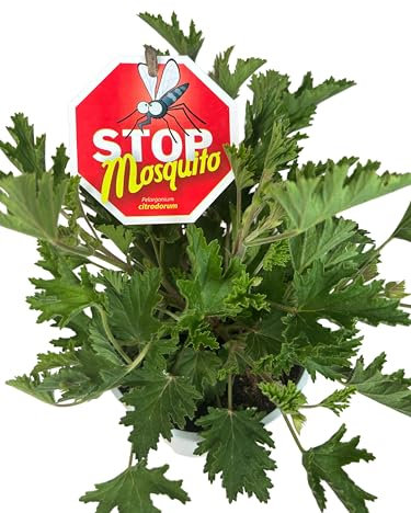 Citronnelle – Plante Naturelle Anti-Moustiques – Pot de 14 cm – Pelargonium Citrodorum Vivante