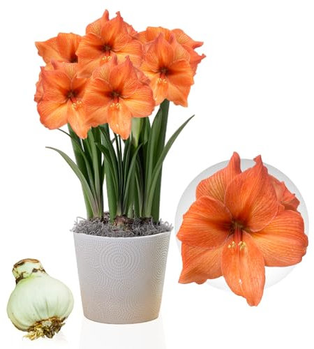 Amaryllis Rilona, 1 bulbo di grandi dimensioni 26/30, Esclusivo, Bulbi da fiore, piante e fiori dall'Olanda, Autentici Hippeastrum (senza semi, cera e non artificiali)