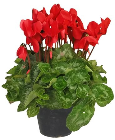 Ciclamino Rosso in Vaso | Pianta Ornamentale da Interno ed Esterno | Fiore Autunnale e Invernale, Resistente e Decorativo, Idea Regalo per la Casa o il Giardino | 1 Pianta