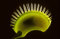 6 graines de Dionée attrape-mouche (Dionaea muscipula) E18 VENUS FLYTRAP SEEDS