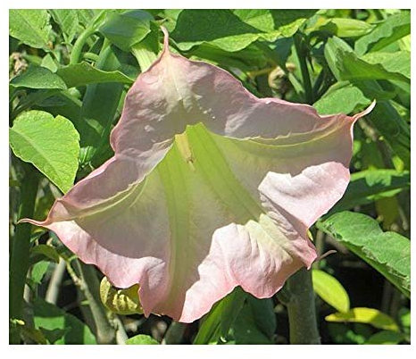 Brugmansia insignis - Engelstrompete - 5 Samen