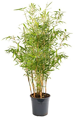 Fargesia Pingwu - Hardy Non-Invasive Clumping Garden Plant Bamboo, Year-Round Dark Green Foliage, Ideal for Screening and Suitable for UK Climate (5 Litre Pot, 90-110cm)