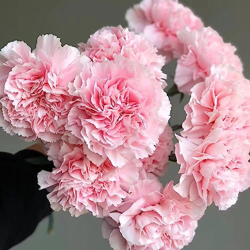 300 pcs nelken samen winterhart mehrjährig, bartnelken samen, kletterpflanzen, bodendecker, Dianthus, wiesenblumen samen, balkonpflanzen winterhart blühende rankpflanzen winterhart,