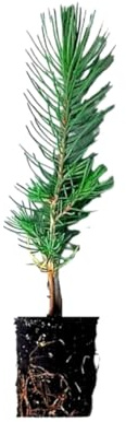 Planta natural Pino piñonero. Pinus Pinea. 20-30 cm. En cepellón listo para plantar. Plantar un pino piñonero ayuda al medio ambiente, provee sombra, belleza y piñones nutritivos.