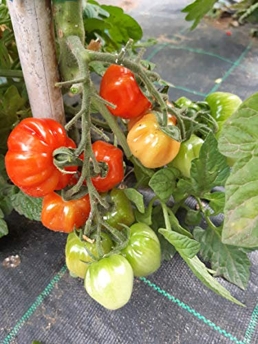 SEMI POMODORO FRAGOLINO-NOVITA'!!!!-