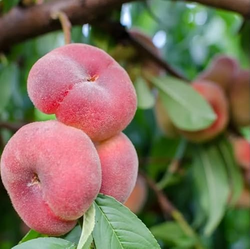 Large Donut Peach Fruit Tree Live Plant Yellow Red Peach Tree Sweet Peaches Plant 3-4 Feet Tall 3 Gal Pot- No Ship CA