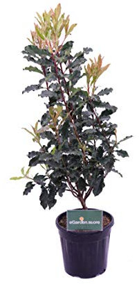 Pianta di Photinia Serratifolia Crunchy pianta da esterno pianta da giardino pianta vera di Fotinia venduta da eGarden.store