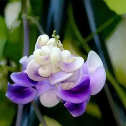 semillas de frijol caracol - Vigna caracalla - para camas elevadas de jardín decorativas balcón perennes resistentes raras, 40pcs
