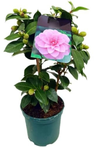 Planta natural Camelia Japonica Rosa, 35-40 cm. Arbusto ornamental, hojas brillantes, flores rosas, símbolo elegancia. Segura Garden.