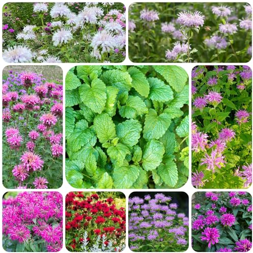 Semi di melissa, ortica indiana, arredamento del soggiorno da giardino biologiche, resistenti in vaso aromatiche da cucina serra 350pcs