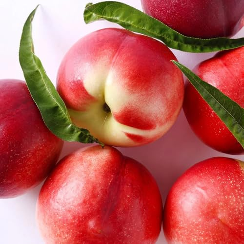 Nektarinenbaum hochbeet balkon dekopflanzen säulenobstbäume pflanzendeko kräutersamen zimmerpflanze zwergobstbäume topfpflanzen gartenpflanzen pflanzensamen bio obstbaum pflanzenkübel 6samen