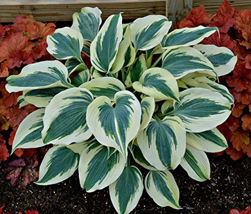 Hosta pflanze winterhart,Fiori profumati, i, i, che sbocciano, tutti fiori in competizione per la ezza-2,3Bulbis