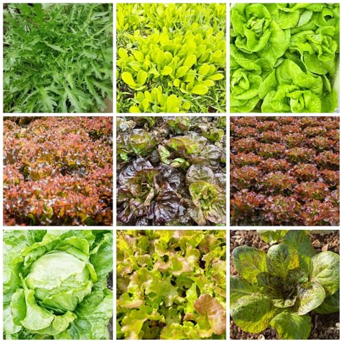 Semillas de lechuga, decoraciones jardín para exteriores balcón resistentes 1000pcs