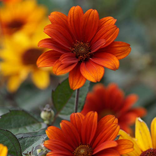 Blumixx Stauden Heliopsis scabra 'Bleeding Hearts' - Sonnenauge feuerrot/bronze