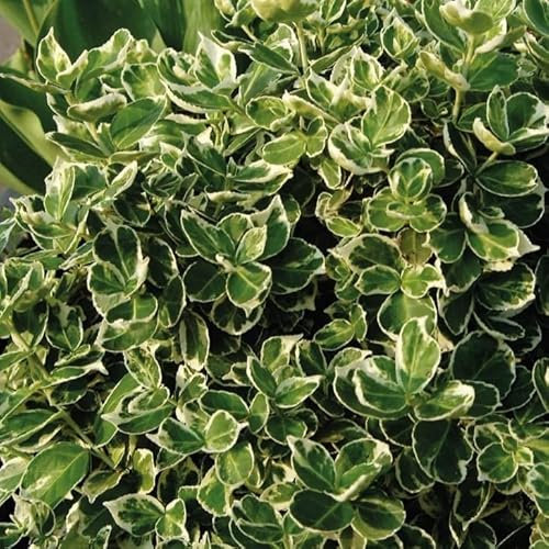 Kletter-Spindelstrauch Emerald Gaiety 1L - Garten Pflanzen mit schönen Blüten - Die perfekte Dekoration für Ihr Grundstück - Für Anfänger und professionelle Gärtner - Eine schöne Blume Pflanze