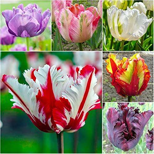 Raro Rizoma Di Tulipani, Resistente All'Inverno, Perenne resistente/Regalo/Crescita, adatte come regali per le feste, giardini e balconi, 5bulbs-e