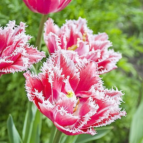 bulbi di tulipano, giardino roccioso serre balcone arredamento del soggiorno rari tappezzante 8pcs
