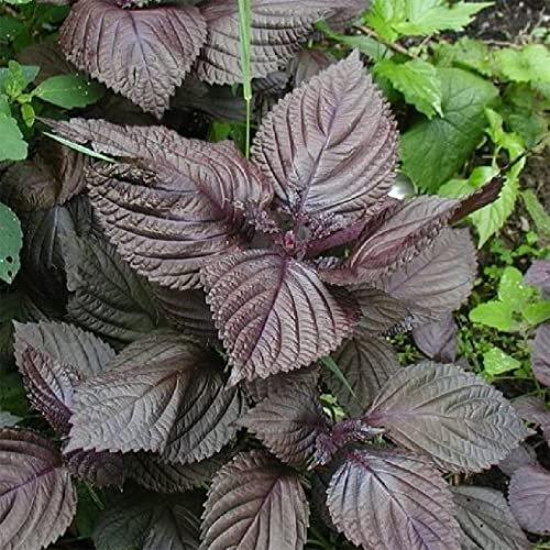Welldales 50 Red Perilla Shiso Seeds Plant Oriental Microgreens Japanese Basil Herb Leaves