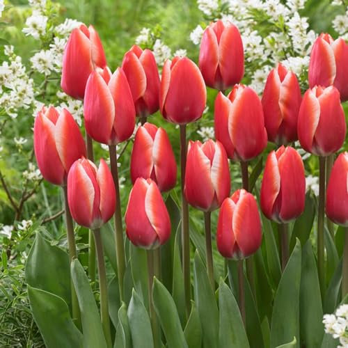 Bulbes de tulipes Single Red-White Passion (25 pièces) tulipes exclusives de Hollande, résistantes au froid et vivaces pour le jardin, les pots, le balcon d'Amsterdam (gros bulbes, pas de graines)