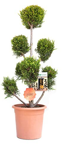 Vannucci Piante - Cipresso leilandi giallo, x Cupressocyparis leylandii (d'innseto) in vaso, Pianta vera a pompon ('Castlewellan Gold')