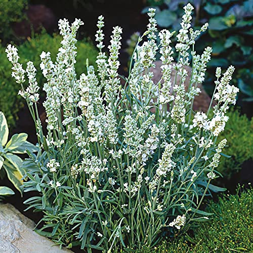 Lavender Plug Plants. 'Ellagance Snow'. Medium Plug Plants x 4. White Flowers. Plants for Pollinators. Available from Bedwen Plants.