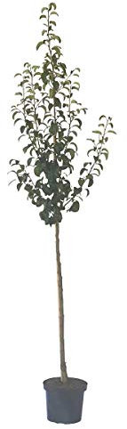 Birnenbaum Novemberbirne Birne Halbstamm 150-170 cm 10 Liter Topf Unterlage Sämling