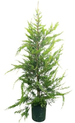 CUPRESSUS LAMBERTIANA M30 150-175CM | PLANTA NATURAL| CIPRÉS DE LAMBERT | PERFECTO PARA EXTERIOR | RESISTENTE