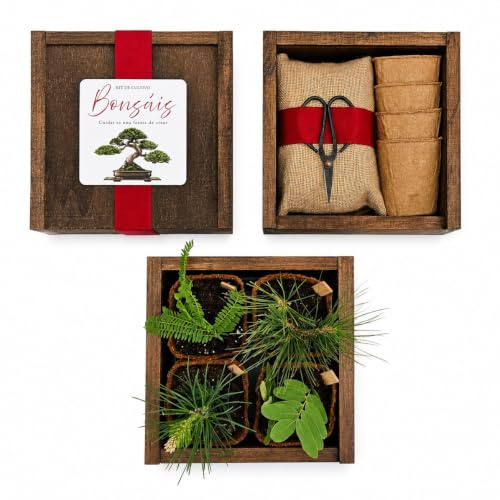 Kit Cultivo Bonsái – Caja Botánica de Madera con 4 Variedades de Semillas, Macetas y Accesorios – Regalo Original para Amantes de las Plantas (Pino negro, Jacaranda, Acacia y Abeto Noruego)