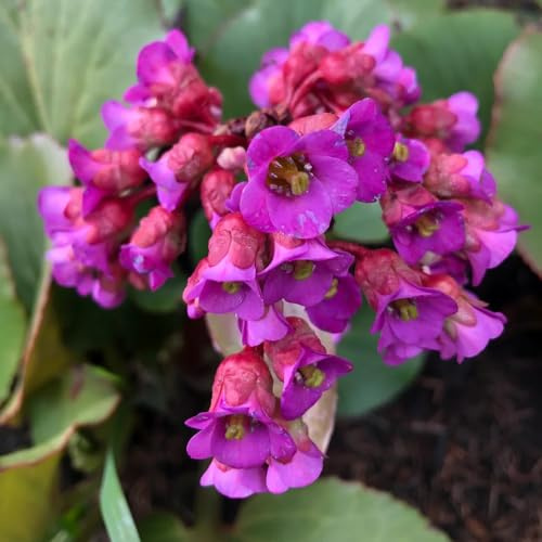 semillas de bergenia de balcon, silvestres de balcon de bergenia para parterres, interior aromáticas, 500pcs