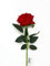 AFS Single Stem Velvet Touch Artificial Roses Wedding Bouquet Vase Flowers (Red)
