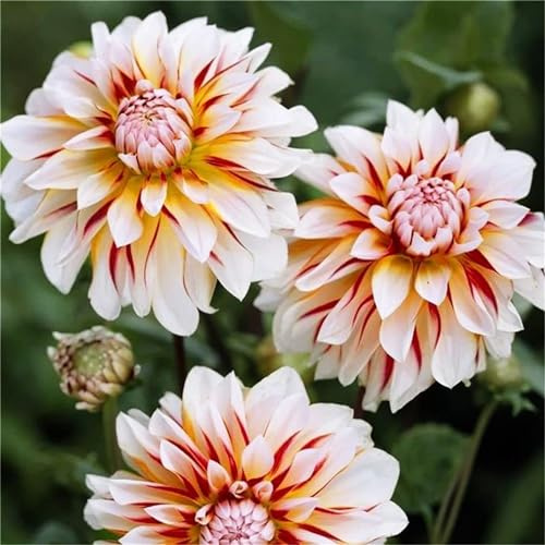 Dalia resistente al invierno, fácil de cultivar, doble floración, multicolor de alto rendimiento. fácil de cuidar, larga floración, 4bulbos-E