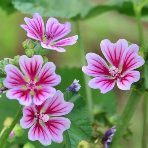 semillas de malva perenne resistente decorativas, adornos de malva, sombra, cortadas 100pcs