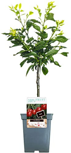 Patio Fruit Tree Collection | Various Premium Grade Fruits | Ideal for Small Gardens & Borders | Apple, Cherry, Plum, Nectarine, Peach & Pear Trees | 2-3ft ('Morello' Cherry Tree)