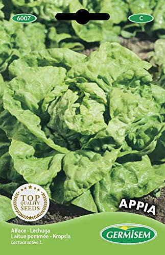 Germisem Kopfsalat APPIA, mehrfarbig, EC6007