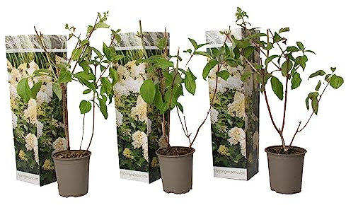 Plant in a Box - Hydrangea Paniculata 'Phantom' - Hortensia Plumada - set de 3 - Maceta 9cm - Altura 25-40cm