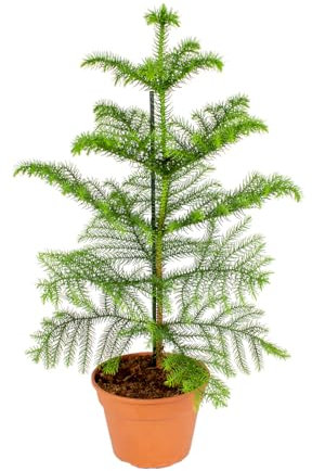 Bloomique - Araucaria Heterophylla - Araucaria de Norfolk - Plantes d’intérieur - Dépolluante - Sans danger pour les animaux - Hauteur 40-50 cm - Pot 15 cm