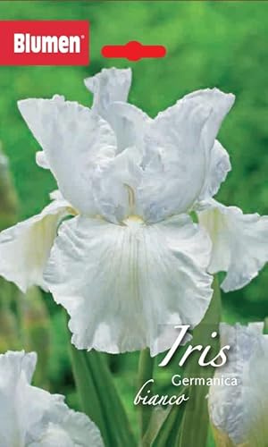 BLUMEN IRIS GERMANICA BIANCO