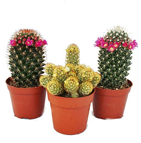 Set 3 Cactus Variados en Maceta de 5cm Kit Ahorro Plantas Naturales