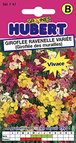 Graines de Giroflée Ravenelle variée (Giroflée des Murailles) - 1 gramme