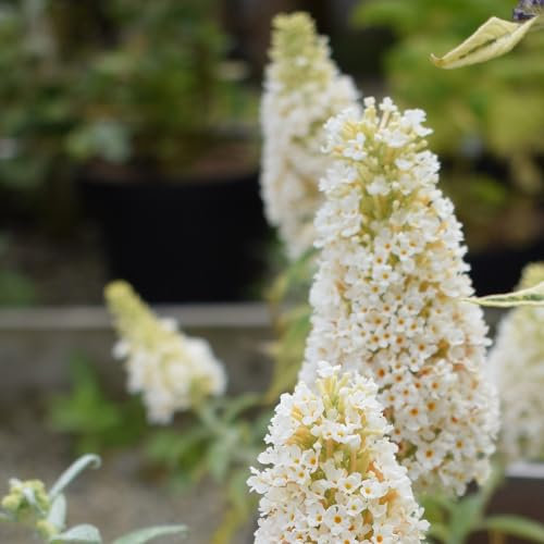 Buddleja 'Summer Bird White'. 4 x Plug Plants. Dwarf Buddleia for Patio pots. Butterfly Bush. White Flowers. Available from Bedwen Plants.