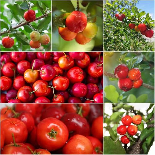 Semillas de acerola resistentes decorativas de balcón cerezo columnar cerezo, semillas columnares del 250pcs