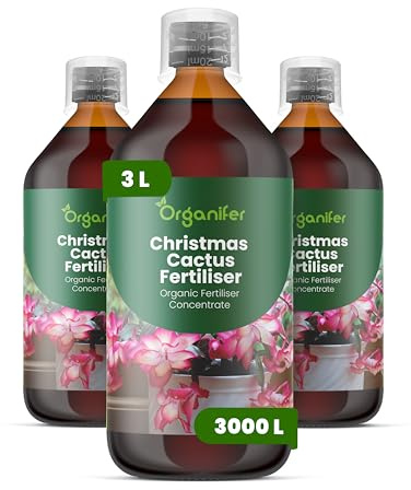 Concime liquido organico 3x1L per cactus di Natale – sviluppo floreale stabile – Organifer