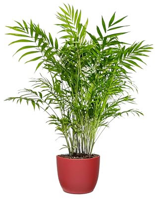Bonplants Chamaedorea Elegans, Lussureggiante Palma Vera da Interni, Vaso 19 cm, h 80 cm (Vaso Rosso)
