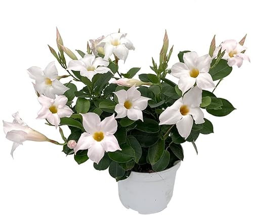 Dipladenia Blanca o Mandevilla Natural Planta Trepadora de Exterior