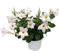 Dipladenia Blanca o Mandevilla Natural Planta Trepadora de Exterior