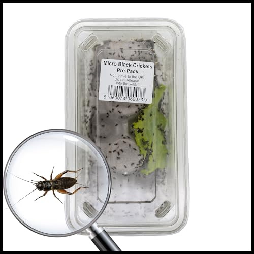 Livefoods4u Micro Black Crickets (1-3mm) Approx 500 - Live Food for Reptiles and Amphibians